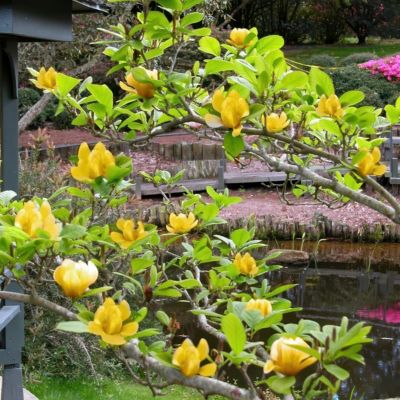 Image showing  2 gal. Magnolia Judy Zuk Tree