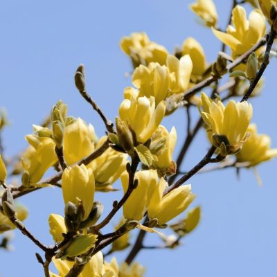 Image showing  2 gal. Magnolia Judy Zuk Tree