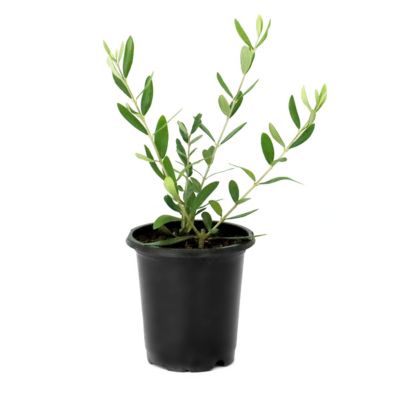 National Plant Network 4 in. Leccino Olive Tree