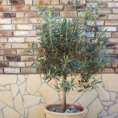 Image showing  4 in. Leccino Olive Tree