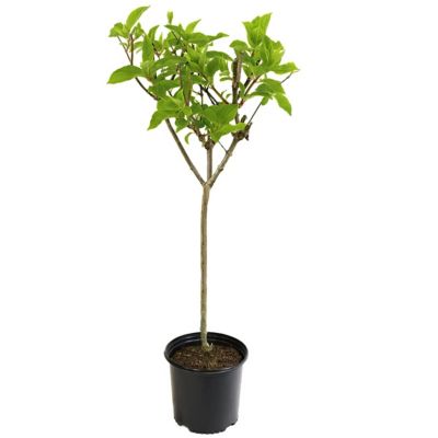 National Plant Network 1 gal. Hydrangea Vanilla Strawberry Tree