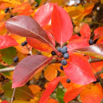 Image showing  2 gal. Black Gum Wildfire Tree