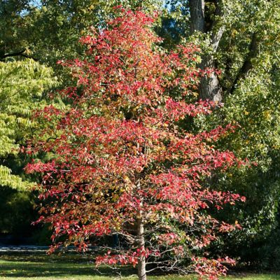 Image showing  2 gal. Black Gum Wildfire Tree