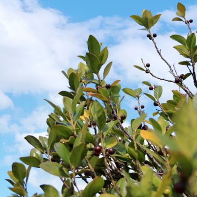 Image showing  2 gal. Black Gum Wildfire Tree