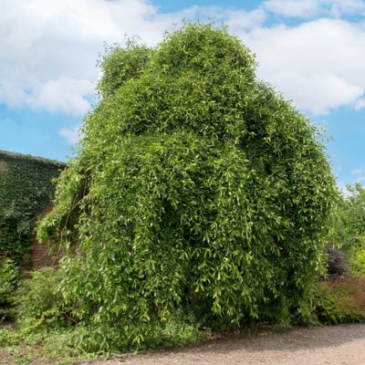 Image showing  2 gal. Black Gum Wildfire Tree