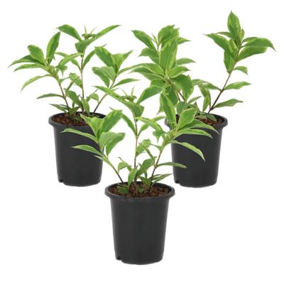 National Plant Network 4 in. Variegated Weigela, 3 pk.