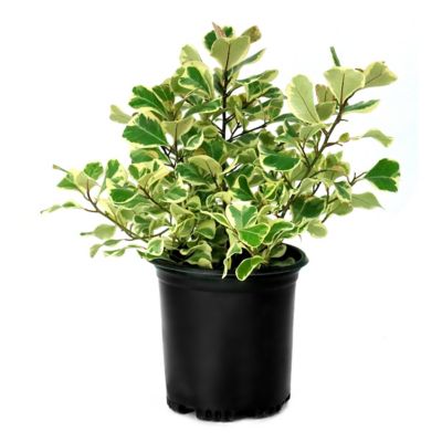 National Plant Network 6 in. Ficus Triangularis
