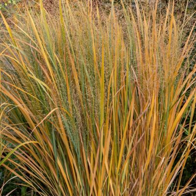 Image showing  4 in. Panicum Northwind, 3 pk.