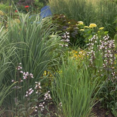Image showing  4 in. Panicum Northwind, 3 pk.