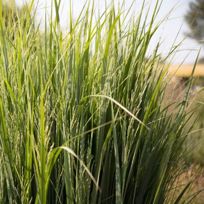 Image showing  4 in. Panicum Northwind, 3 pk.