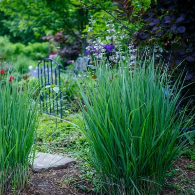 Image showing  4 in. Panicum Northwind, 3 pk.
