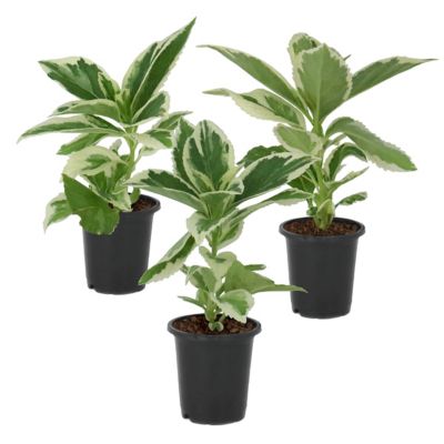 National Plant Network 4 in. Variegated Hydrangea Tricolor, 3 pk.