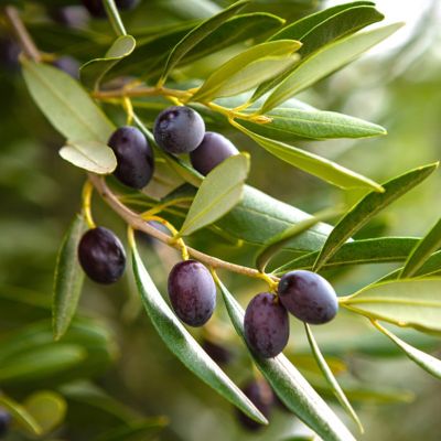 Image showing  4 in. Leccino Olive Tree, 3 pk.