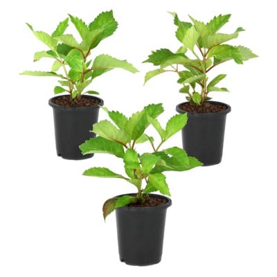 National Plant Network 4 in. Hydrangea Preziosa, 3 pk.