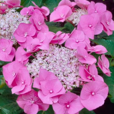 Image showing  4 in. Hydrangea Preziosa, 3 pk.