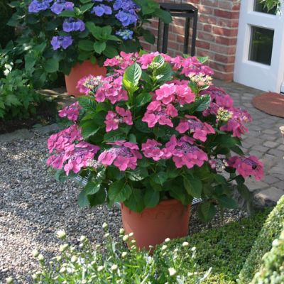 Image showing  4 in. Hydrangea Preziosa, 3 pk.