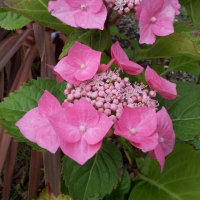 Image showing  4 in. Hydrangea Preziosa, 3 pk.