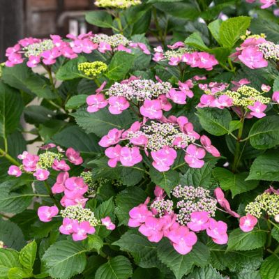 Image showing  4 in. Hydrangea Preziosa, 3 pk.
