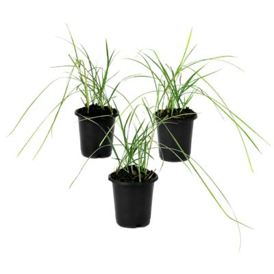 National Plant Network 4 in. Miscanthus Malepartus, 3 pk.