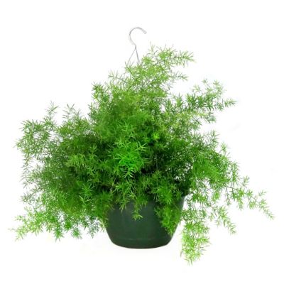 Image showing  10 in. Asparagus Fern Hanging Basket