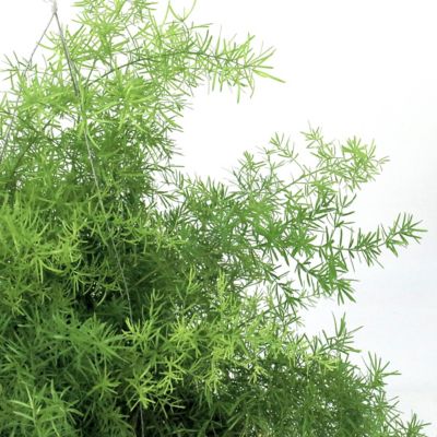 Image showing  10 in. Asparagus Fern Hanging Basket