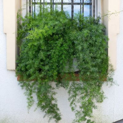 Image showing  10 in. Asparagus Fern Hanging Basket