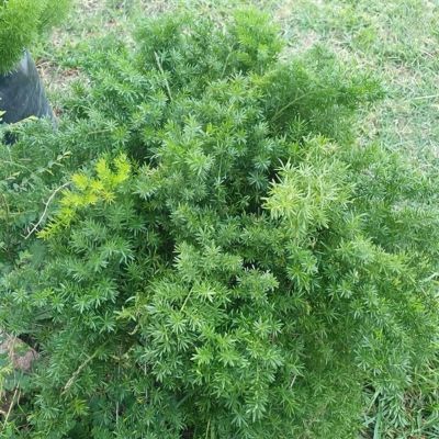 Image showing  10 in. Asparagus Fern Hanging Basket