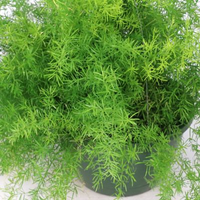 Image showing  10 in. Asparagus Fern Hanging Basket