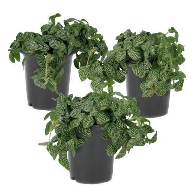 National Plant Network 4 in. Fittonia Silver Nerve Plant, 3 pk.
