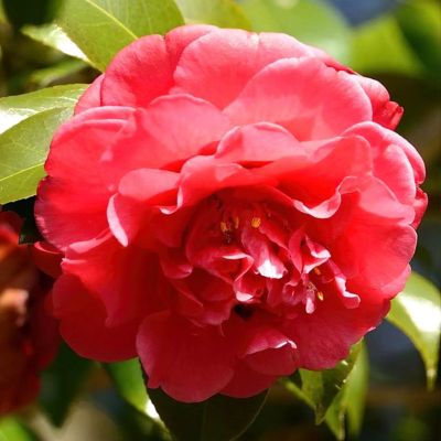 Image showing  3 gal. Camellia Red Twister