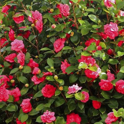 Image showing  3 gal. Camellia Red Twister