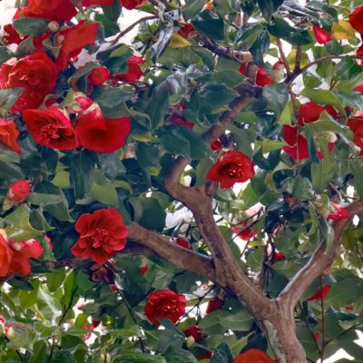Image showing  3 gal. Camellia Red Twister
