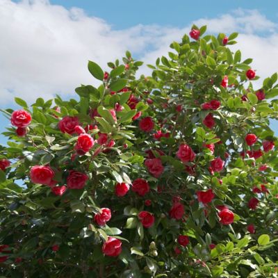 Image showing  3 gal. Camellia Red Twister