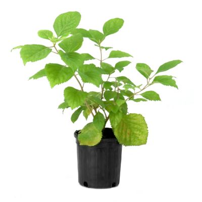 National Plant Network 1 gal. American Beautyberry