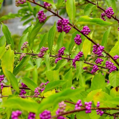 Image showing  1 gal. American Beautyberry