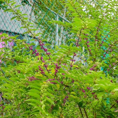Image showing  1 gal. American Beautyberry