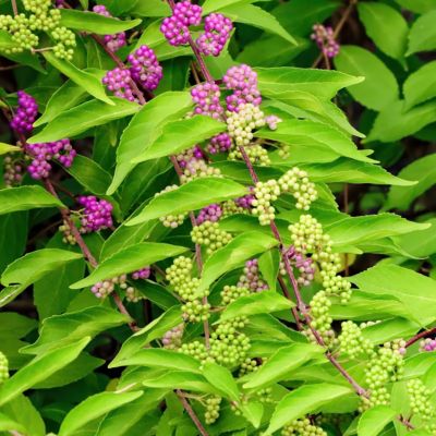 Image showing  1 gal. American Beautyberry