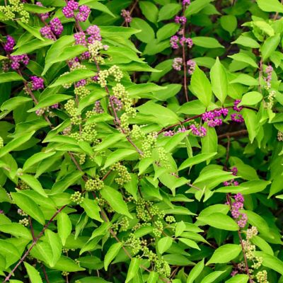Image showing  1 gal. American Beautyberry