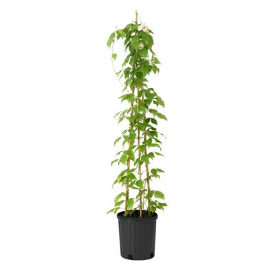 National Plant Network 1 gal. Corkscrew Vine