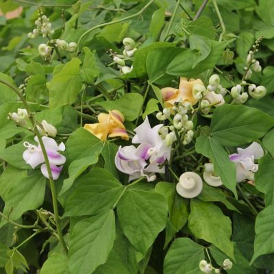 Image showing  1 gal. Corkscrew Vine