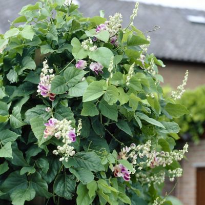 Image showing  1 gal. Corkscrew Vine