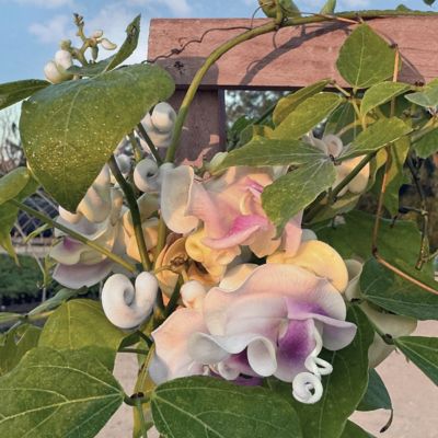 Image showing  1 gal. Corkscrew Vine