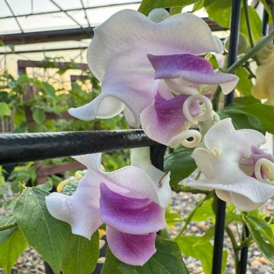 Image showing  1 gal. Corkscrew Vine