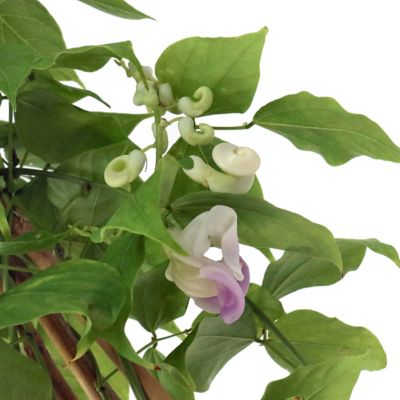 Image showing 5 th National Plant Network 1 gal. Corkscrew Vine