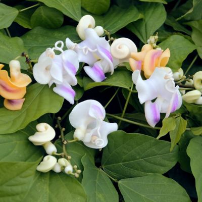 Image showing 6 th National Plant Network 1 gal. Corkscrew Vine