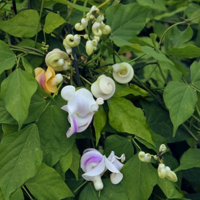 Image showing 7 th National Plant Network 1 gal. Corkscrew Vine