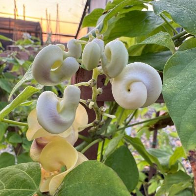 Image showing 8 th National Plant Network 1 gal. Corkscrew Vine