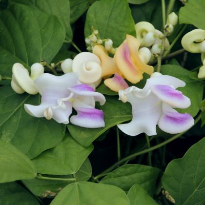 Image showing 9 th National Plant Network 1 gal. Corkscrew Vine