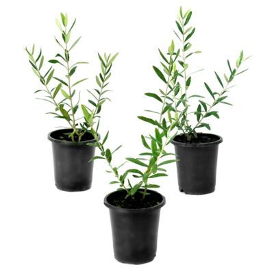 National Plant Network 4 in. Coratina Olive Tree, 3 pk.