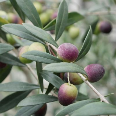 Image showing  4 in. Coratina Olive Tree, 3 pk.